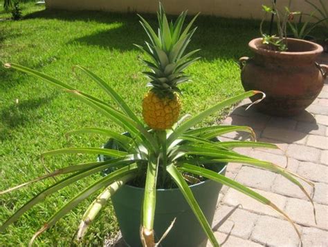 Ripe Pineapple Fruit Tree Picture  1 Comment Hi Res 720p Hd