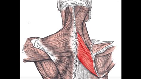Rhomboid Muscle Ball Trigger Point Release Youtube