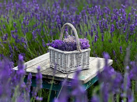 Lavender Purple Abstract Basket Hd Wallpaper Peakpx