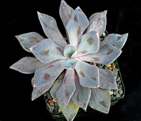 Echeveria Lyonsii Kimnach Isi 2014