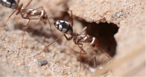 Investigadores descubren que las hormigas plateadas del Sahara son las