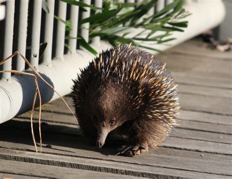 Echidna app leads to spike in monotreme research - The Lead South Australia
