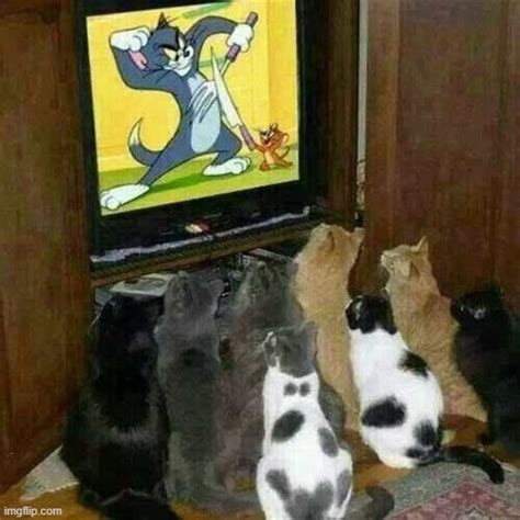 Cats Watching Tom And Jerry Imgflip