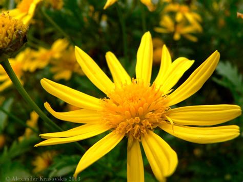 Aggregata Plants And Gardens Euryops Pectinatus Or The Yellow Daisy Bush