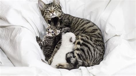 How Long Does A Mother Cat Stay With Her Kittens Cat Lovster