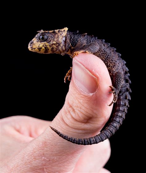 Baby Crocodile Skink