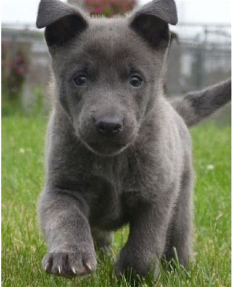 Blue German Shepherd Dog Puppies Shepherd Puppies Pet Dogs