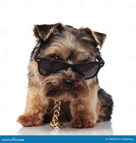 Cool Yorkie Wearing Golden Necklace And Sunglasses Sitting Stock Photo