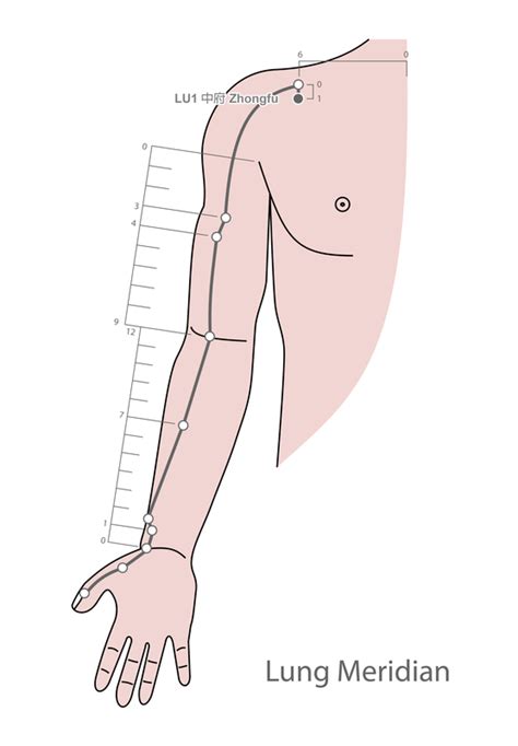 Lung Channel Hand Tai Yin Acupuncture Meridian Qi Flow Ageless Herbs