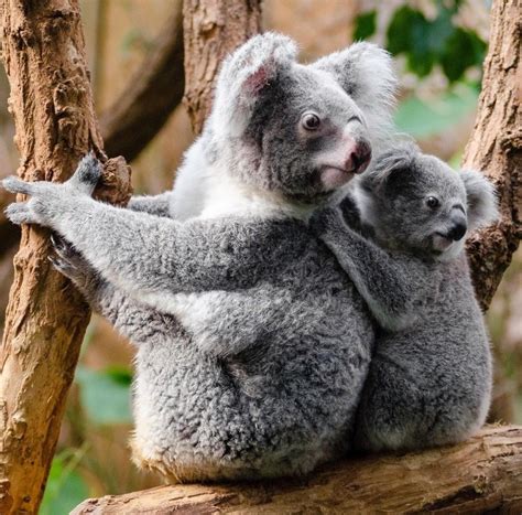 Pin By Véronique Peigney On Aussiefauna Koala Bear Koala Australian