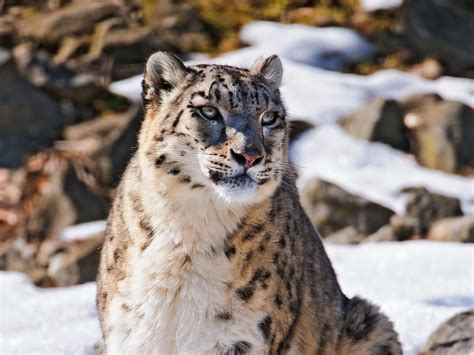 Fluffy Cat Mountains Beautiful Predator Snow Leopard Looks Face
