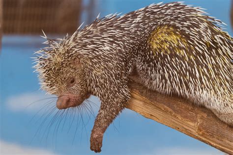 Prehensile Tailed Porcupine Resting Eric Kilby Flickr