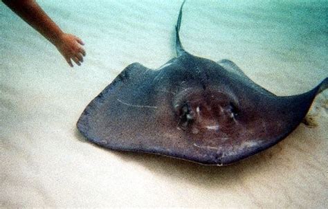Man Is Stung By Stingray At Island Beach State Park
