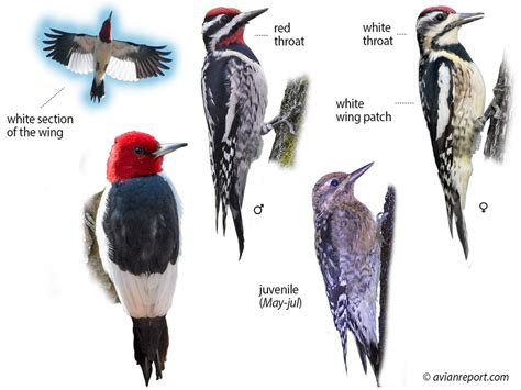 All 9 Woodpeckers Of Louisiana Custom Id Images Calls Facts