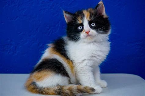 Buy and sell almost anything on gumtree classifieds. Ragdoll Kittens for Sale Near Me | Buy Ragdoll Kitten ...