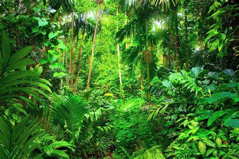 Top Imagenes De Selva O Bosque Tropical Elblogdejoseluis Com Mx