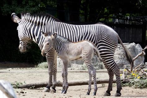 Denver Zoo Welcomes Endangered Grevys Zebra Foal Zooborns