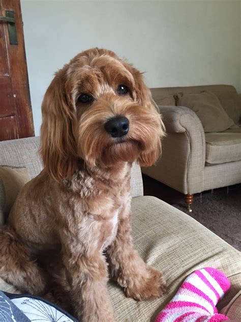 Teddy Bear Cut Cockapoo