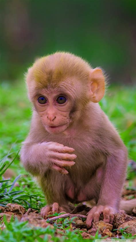 Cute Baby Monkey Animals Monkey Hd Phone Wallpaper Peakpx