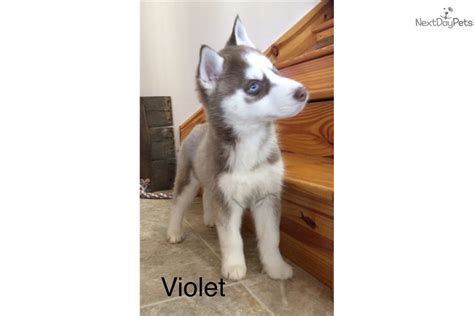 I may be getting a puppy but i am not quite sure how much the all the shots cost. Violet: Siberian Husky puppy for sale near Kansas City ...