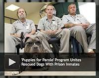 In two years, 468 rescue dogs have been placed with families after being trained by inmates in the missouri department of corrections' 'puppies for parole' programme. 'Puppies for Parole' Program Unites Rescued Dogs With Prison Inmates