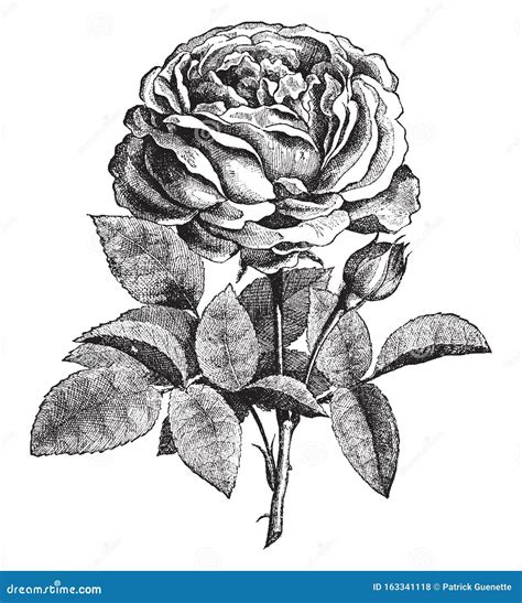 Rose Vintage Illustration Stock Vector Illustration Of Rose 163341118