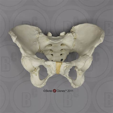 Peak male bone mass is around 50% more than women's, and women lose bone we are different to males and ignoring that difference ignores the lived experience and needs of females. Human Female Asian Pelvis, Articulated - Bone Clones, Inc ...