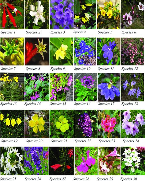 Common Garden Flowers Pictures And Names Photos