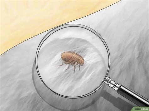 How To Get Rid Of Fleas In Carpets 8 Natural Remedies