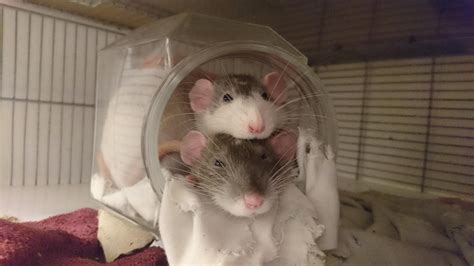 Dumbo Rats Are So Cute Meet Nebuchadnezzar And Puccini R Rats
