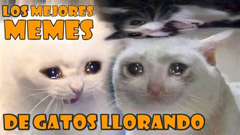 Gatos Memes Caras Llorando Aqu Les Dejo Esta Recopilaci N De Memes De