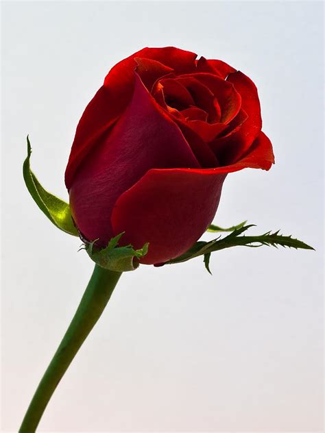 Maybe you would like to learn more about one of these? 75+ Single Red Rose Wallpaper on WallpaperSafari