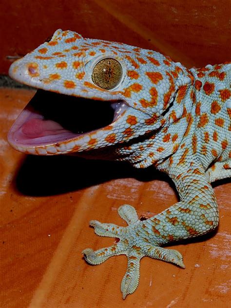 Powder Blue Tokay Gecko