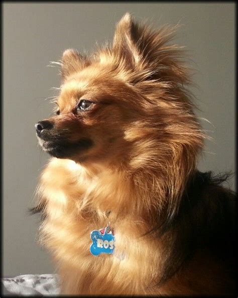 Pomeranian Chihuahua Mix For Sale Ontario Pets Lovers