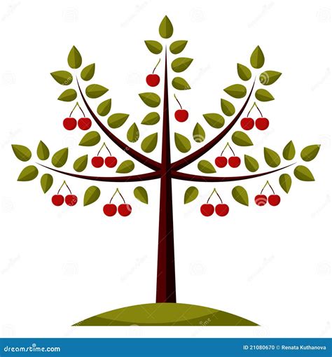 Cherry Tree Stock Vector Illustration Of Outdoors Grow 21080670
