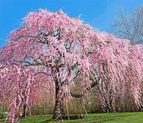 E Learning For Kids Weeping Flowering Cherry Tree Diseases Cherry