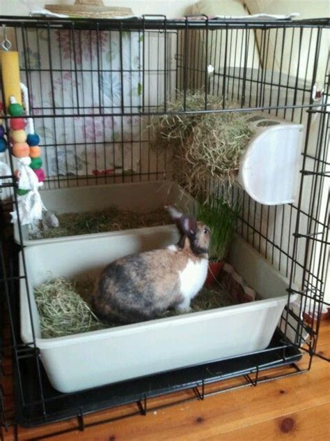 Diy Litter Box For Rabbit Litter Box Set Up For Rabbits What Are