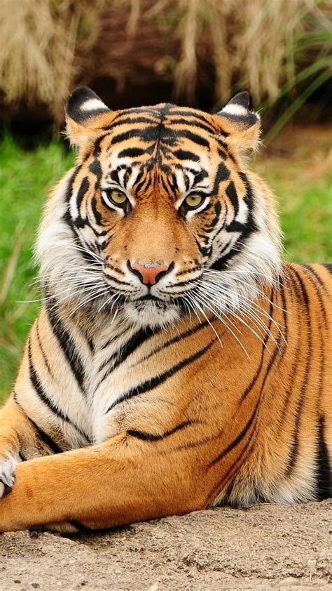 Tiger Royal Bengal Tiger Hd Phone Wallpaper Pxfuel
