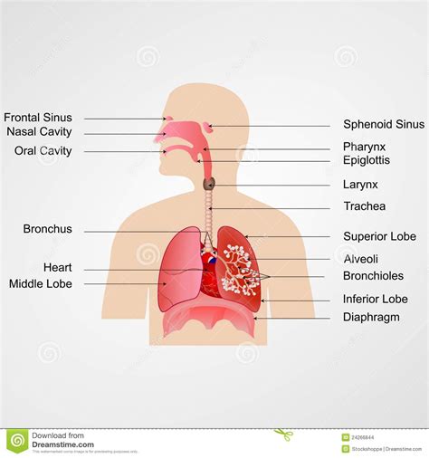 Sistema Respiratorio Imagenes De Archivo Imagen 24266844