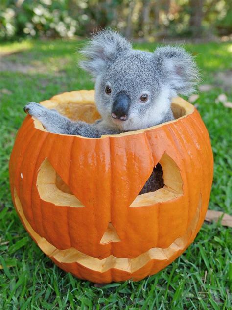 Pin By Cindy Burton On Animals Koala Funny Koala Cute Funny Animals