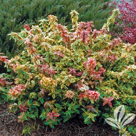 Abelia Kaleidoscope Brings Leaves Of Many Colors To The Garden