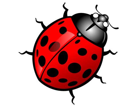 Bug Clipart Free Download Clip Art Free Clip Art On Clipart Library