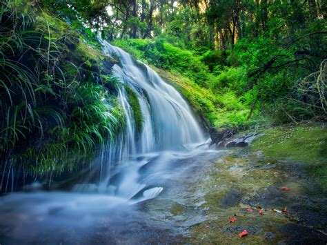 Forest Rocks Trees Plants Waterfall River 2560x1600 976