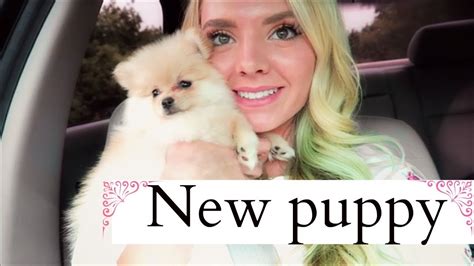I Got A New Puppy Pomeranian Puppy Youtube