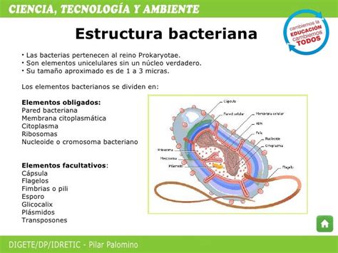 Funcion De Las Bacterias En El Medio Ambiente Las Bacterias Y El Medio