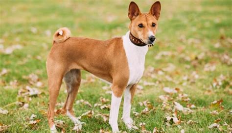20 Best Short Hair Dog Breeds That Are Easy To Groom