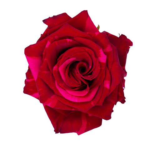 Red Panther 70 Kaizen Roses ЦВЕТЫ ОПТОМ