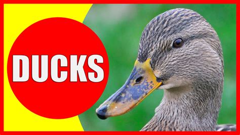 Duck Facts For Kids Information About Ducks Kiddopedia