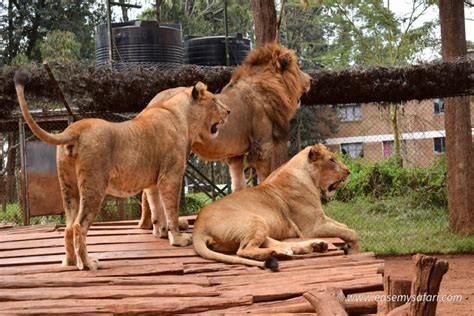 Nairobi Animal Orphanage And Safari Walk Experience A Day Of Wildlife
