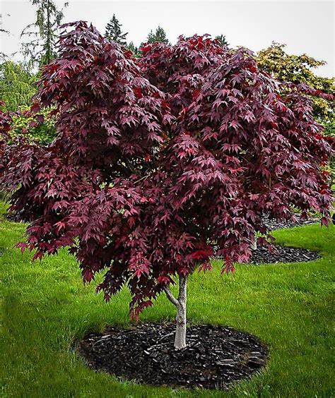 For Texture And Charm Japanese Maples Carry More Of A Punch Per Inch